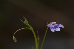 Dopatrium lobelioides